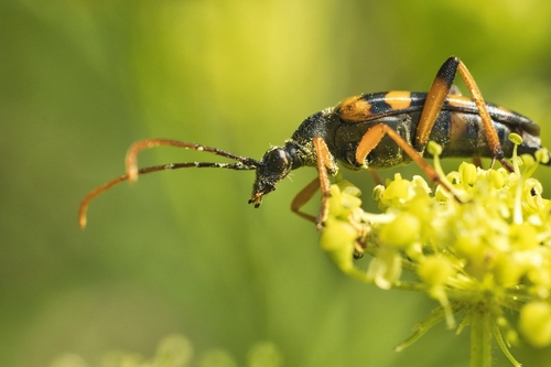 Strangalia attenuata