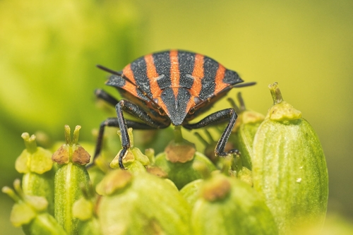 Continental Striped Shield Bug