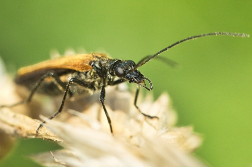 Oedemera femorata