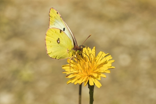 Pale Clouded Yellow