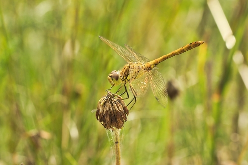 Vagrant Darter