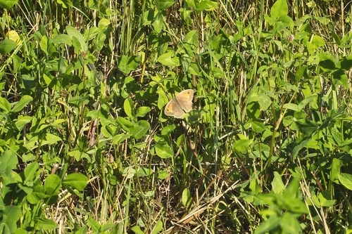 Meadow Brown