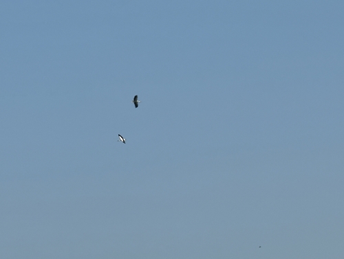 White Stork