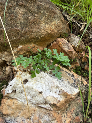 Blanket Fern