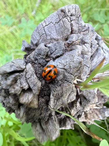 Small Transverse Ladybird Beetle