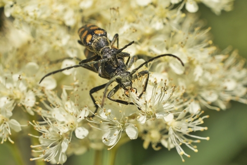 four-banded longhorn beetle