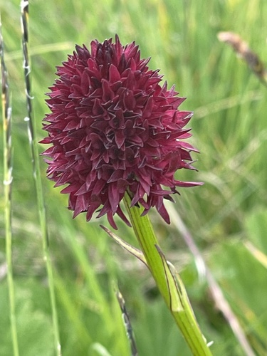 Dark Vanilla Orchid