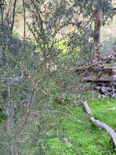 Australian Blackthorn