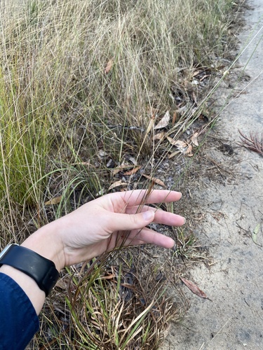 Germainia capitata