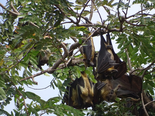Straw-coloured Fruit Bat