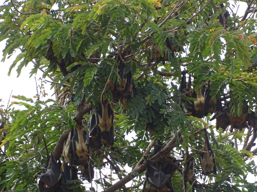 Straw-coloured Fruit Bat