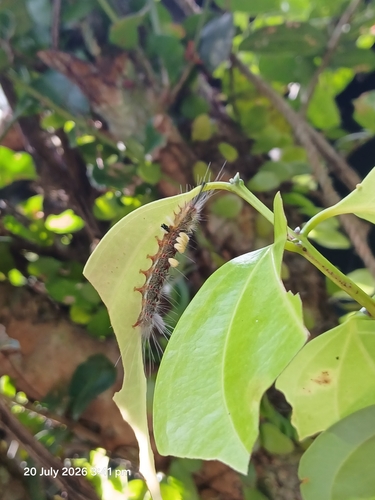 Brown Tussock Moth
