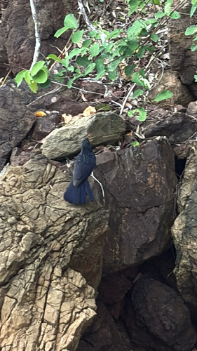 Blue Whistling-Thrush