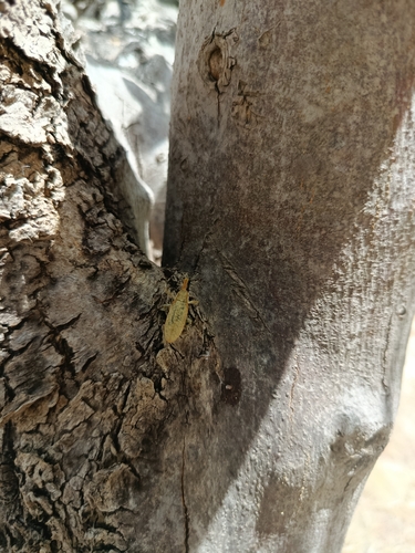 Elongated Bean Weevil