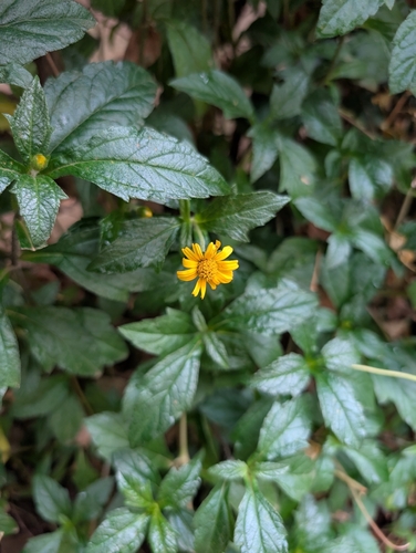 Trailing Daisy