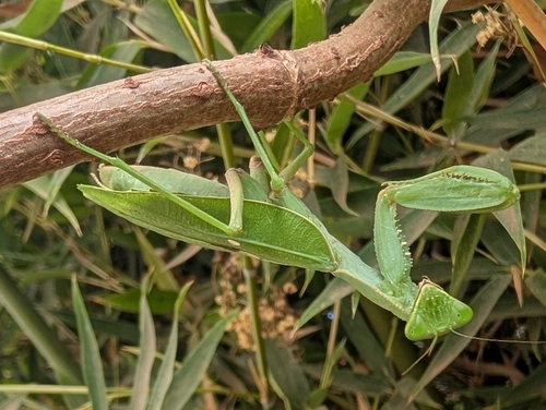 Common Green Mantis