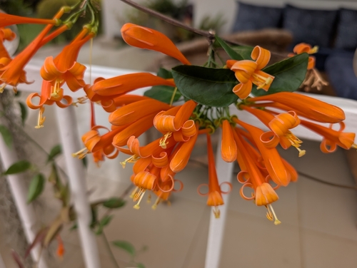 Flame vine