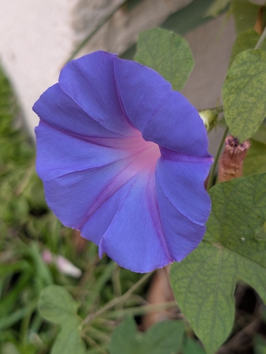oceanblue morning glory
