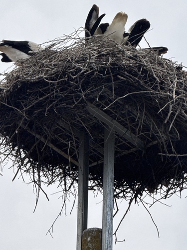 White Stork