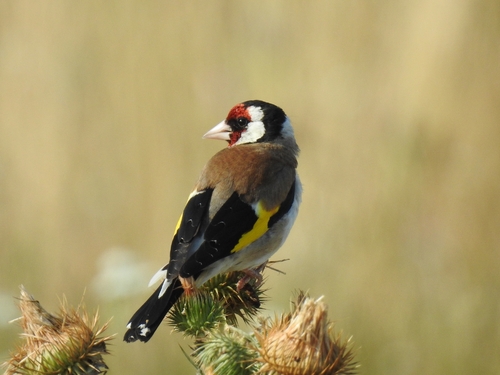 European Goldfinch