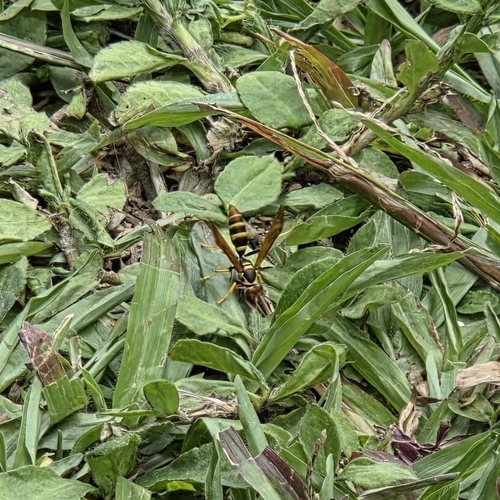 Caribbean Paper Wasp