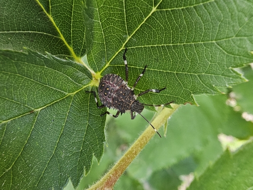 Brown Marmorated Stink Bug