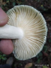 Image of Russula virescens