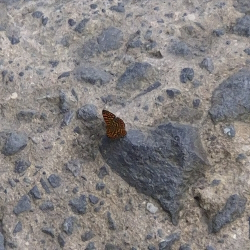 Antillean Crescent