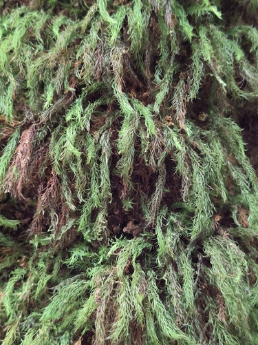 Pyrrhobryum spiniforme