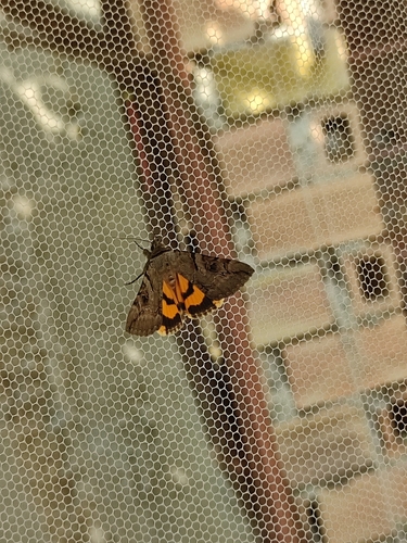 Catocala hymenaea