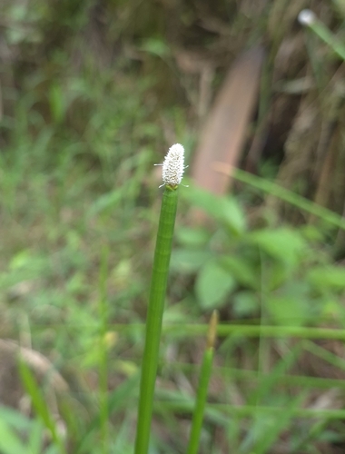 elegant spikerush