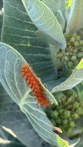 Unexpected Cycnia Moth