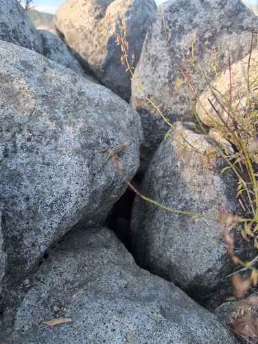 iNaturalist observation photo of Western Fence Lizard