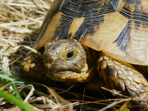 Greek Tortoise