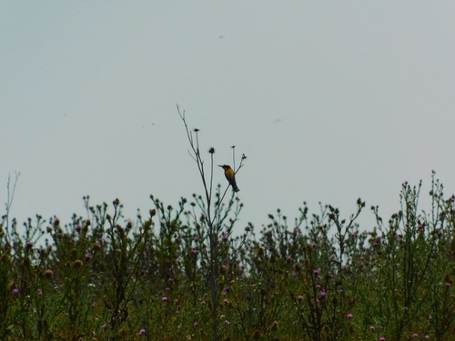 European Bee-eater