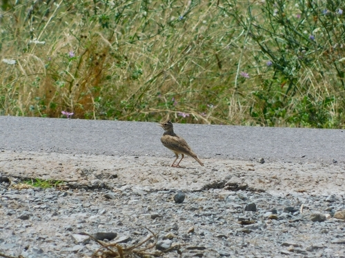 Crested Lark