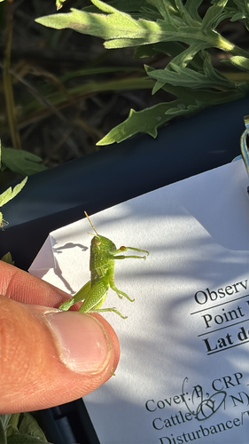 Fuzzy Olive-Green Grasshopper