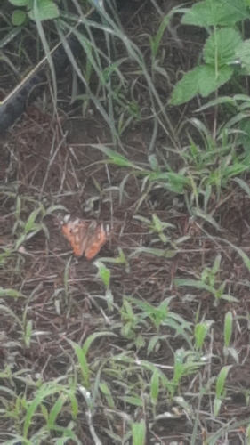 Painted Lady