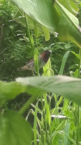 Scaly-breasted Munia