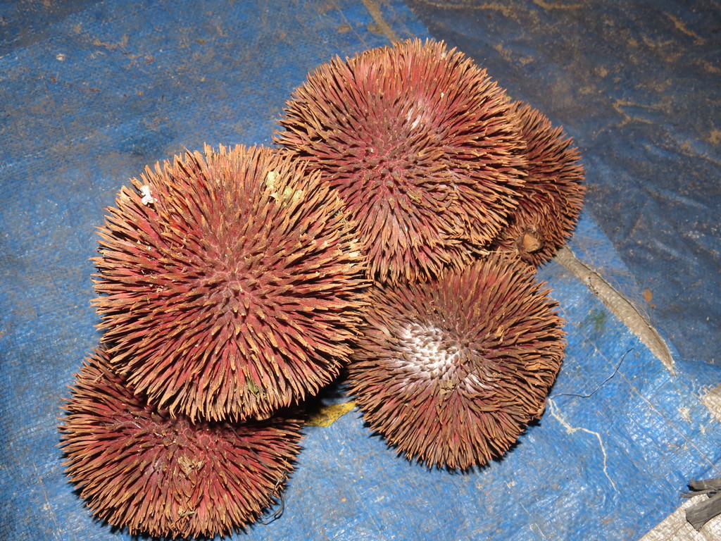 Durio dulcis (Durian Merah)