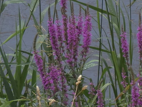 purple loosestrife