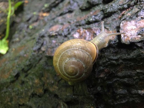 Brown-lipped Snail