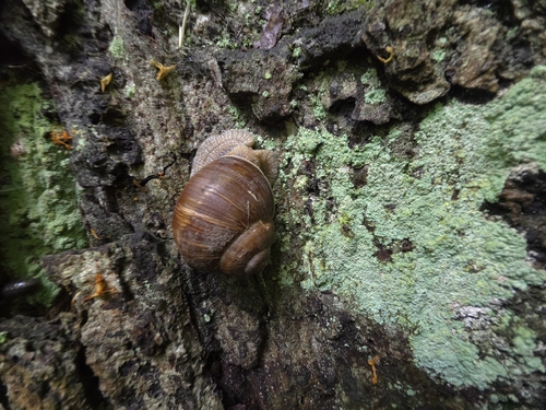Roman Snail