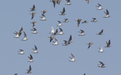 Pectoral Sandpiper