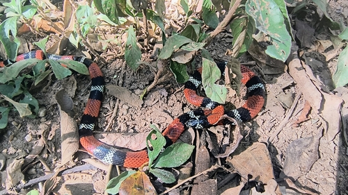 Aesculapian False Coral Snake