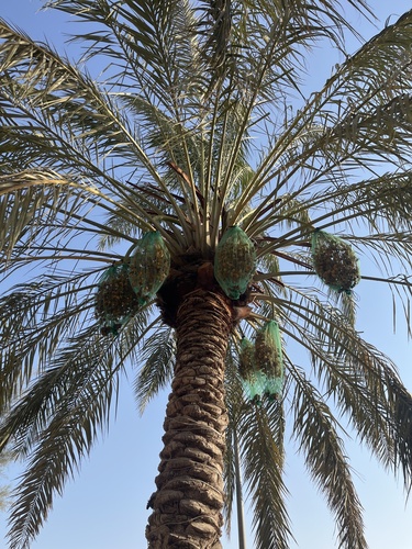 Date Palm