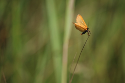 Dew Moth