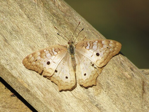 White Peacock