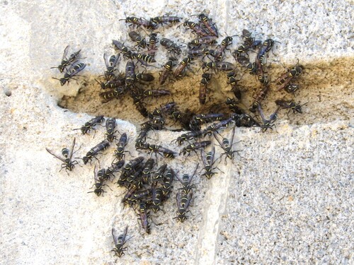 Yellow-banded Polybia Wasp