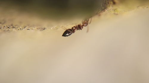 Schmidt's Cocktail Ant
